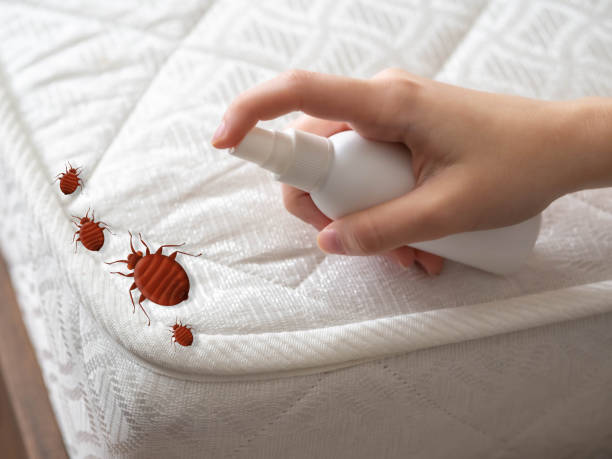 Best Termite Control Services  in West Hills, NY